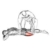 Assisted Prone Lying Quads Stretch exercise animation