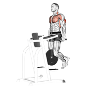 Weighted Tricep Dips form demonstration - targeted for Triceps Upper Arms workouts
