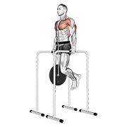 Weighted Triceps Dip On High Parallel Bars exercise animation