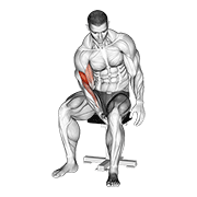 Biceps Leg Concentration Curl exercise animation