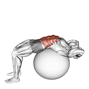 Stability Ball Crunch (full Range Hands Behind Head) exercise animation