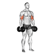 Dumbbell Standing Inner Biceps Curl V. 2 form demonstration - targeted for Biceps Upper Arms workouts