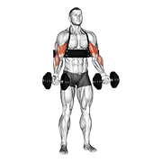 Dumbbell Biceps Curl (with Arm Blaster) exercise animation