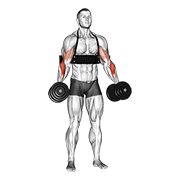 Dumbbell Hammer Curls (with Arm Blaster) form demonstration - targeted for Biceps Upper Arms workouts