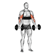 Dumbbell Alternate Biceps Curl (with Arm Blaster) form demonstration - targeted for Biceps Upper Arms workouts