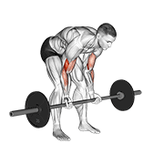 Barbell Standing Concentration Curl exercise animation
