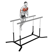 Chest Dip On Straight Bar form demonstration - targeted for Pectorals Chest workouts