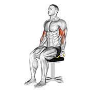 Resistance Band Seated Biceps Curl form demonstration - targeted for Biceps Upper Arms workouts